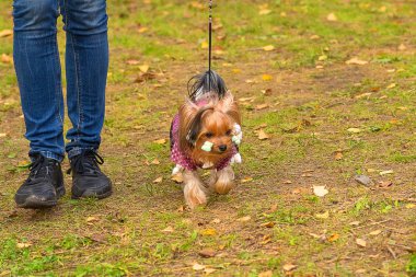 Yorkshire terrier yakın çekim