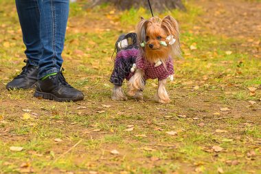 Yorkshire terrier yakın çekim