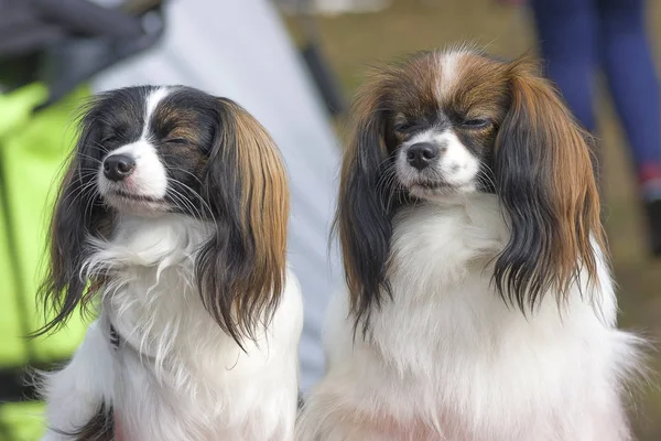 Juguete continental spaniel Falen —  Fotos de Stock