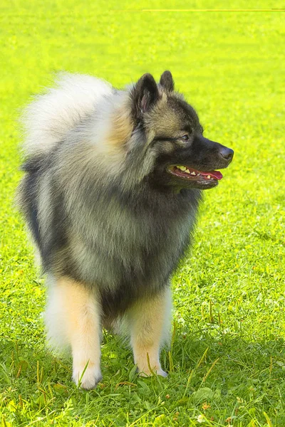 Cão Spitz close-up — Fotografia de Stock