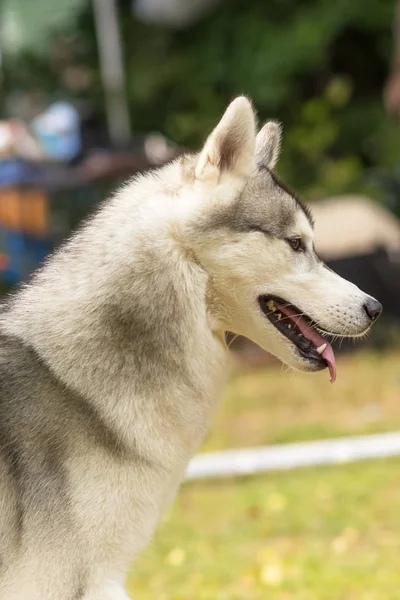 Σιβηρία σκύλος χάσκεϋ close-up — Φωτογραφία Αρχείου