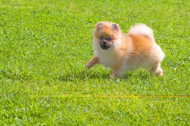 Köpek Spitz yakın çekim