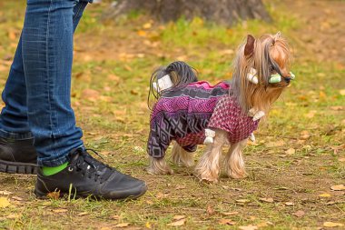 Yorkshire terrier yakın çekim
