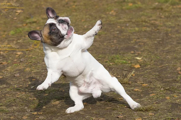 İngilizce Bulldog yakın çekim — Stok fotoğraf