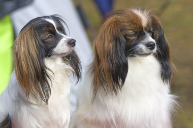 Papillon köpek yakın çekim