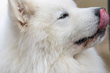 Samoyed köpek yakın çekim