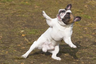 İngilizce Bulldog yakın çekim