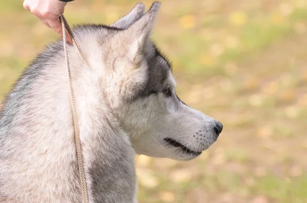 Siberiano husky close-up — Fotografia de Stock