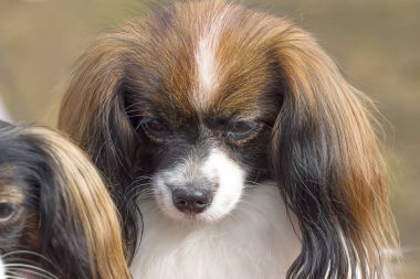 Kıta oyuncak İspanyol fal