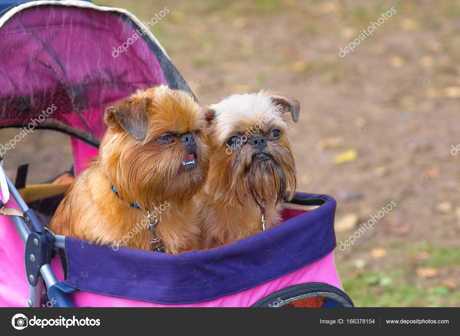 Gros Plan De Chien Griffon Bruxelles Photographie Vizland