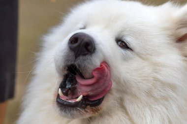 Samoyed köpek yakın çekim