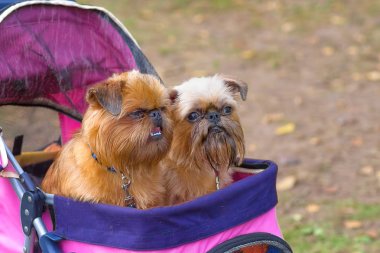 Brussels Griffon köpek yakın çekim