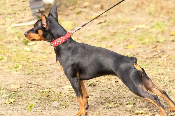 Doberman Pinscher köpek yakın çekim