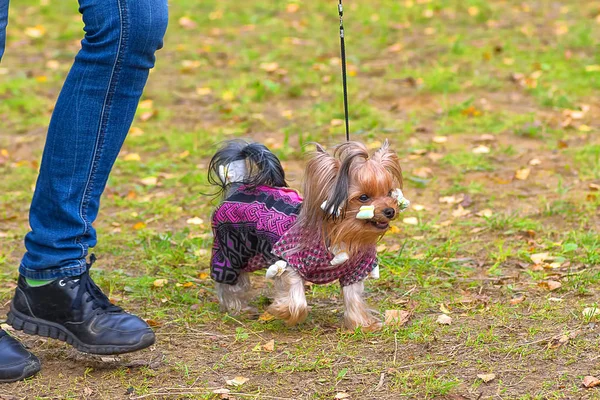 Yorkshire terrier yakın çekim