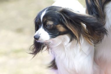 Kıta oyuncak İspanyol fal