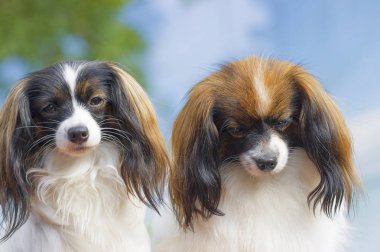 Papillon köpek yakın çekim