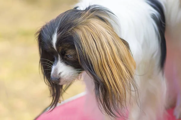 Continental brinquedo spaniel Falen — Fotografia de Stock