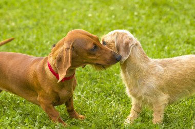köpeği Terrier yakın çekim