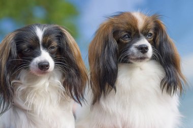 Papillon köpek yakın çekim