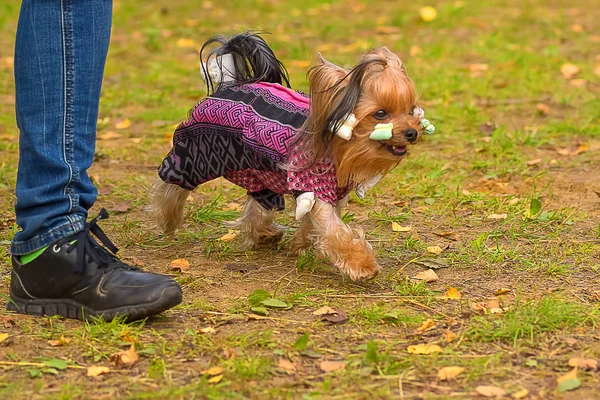 Yorkshire terrier yakın çekim