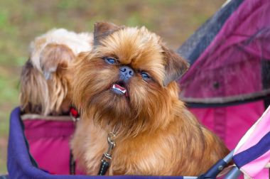 Brussels Griffon köpek yakın çekim