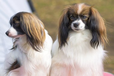 Papillon köpek yakın çekim