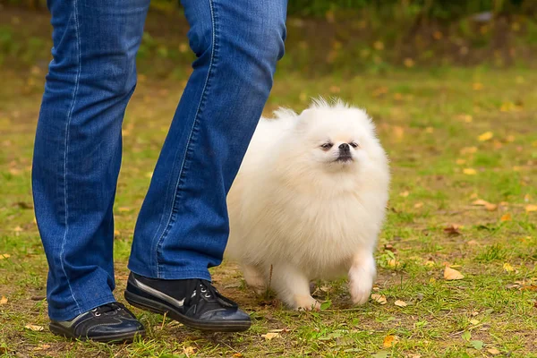 Küçük köpek yakın çekim