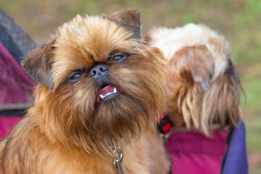 Brussels Griffon köpek yakın çekim