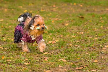 Yorkshire terrier yakın çekim