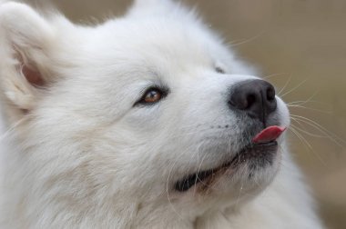 Samoyed köpek yakın çekim
