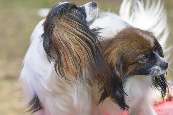 Juguete continental spaniel Falen —  Fotos de Stock