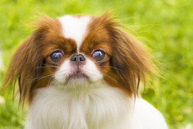 Pug köpek yakın çekim