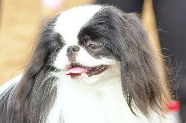 Küçük köpek yakın çekim