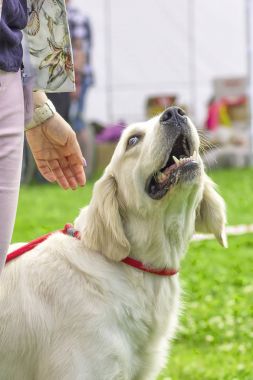 Büyük köpek yakın çekim