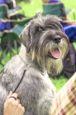 Schnauzer Orta yakın çekim