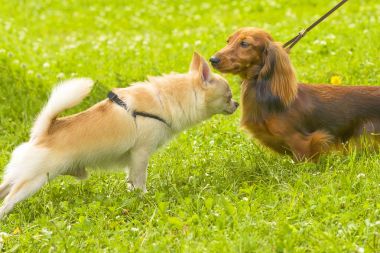 Küçük köpek yakın çekim