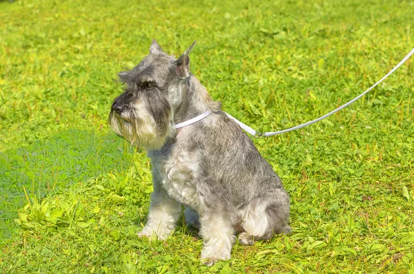 Schnauzer mittel Close-up — Stockfoto