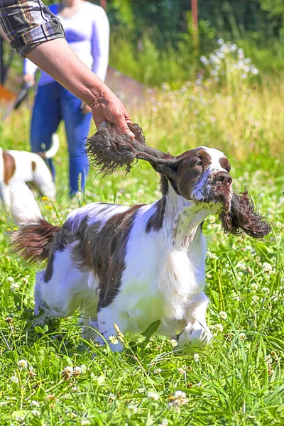 Setter dog close-up