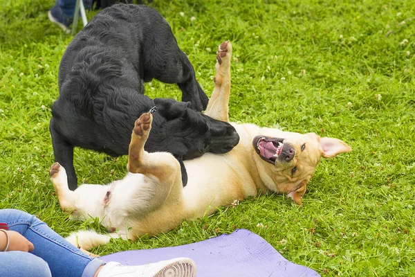 Dövüş köpek yakın çekim