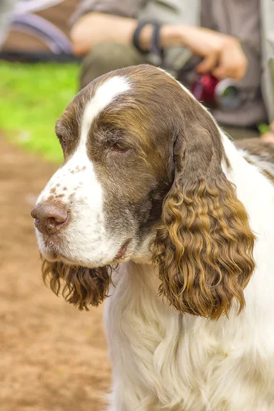 Avcılık köpek yakın çekim