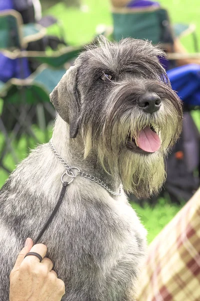 Schnauzer Orta yakın çekim