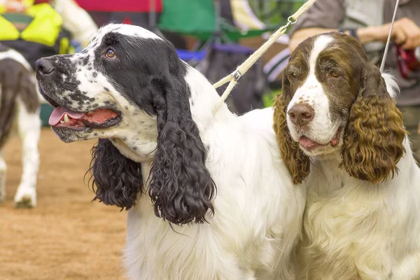 Avcılık köpek yakın çekim