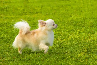 Köpek Spitz yakın çekim