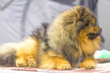 Köpek Spitz yakın çekim