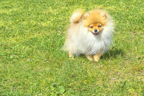 Cão Spitz close-up — Fotografia de Stock