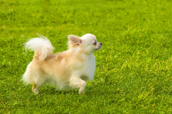 Köpek Spitz yakın çekim