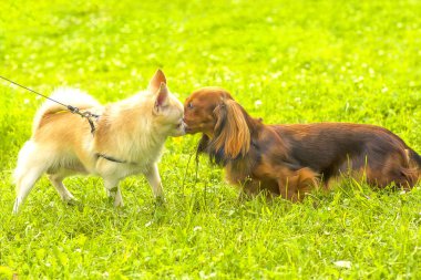 Küçük köpek yakın çekim
