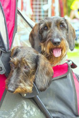 Küçük köpek yakın çekim