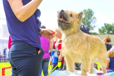 Küçük köpek yakın çekim