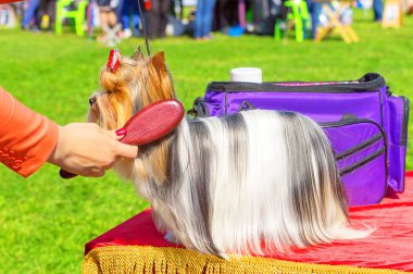 Saç kesimi köpekler profesyonel master